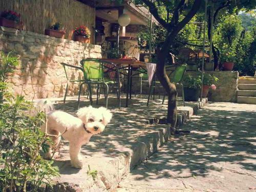 Apartmani Stefanovic