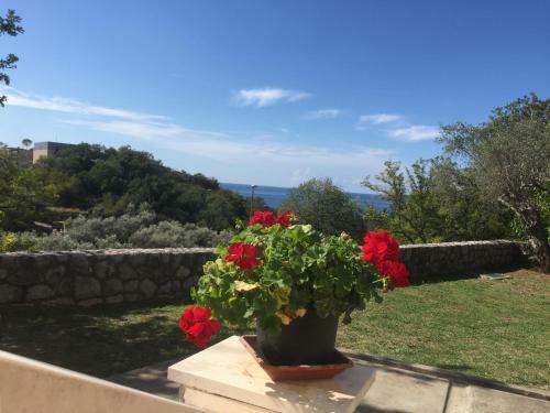 Hostal Guest House Dragovi?