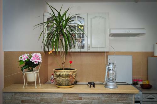 Apartment Elena