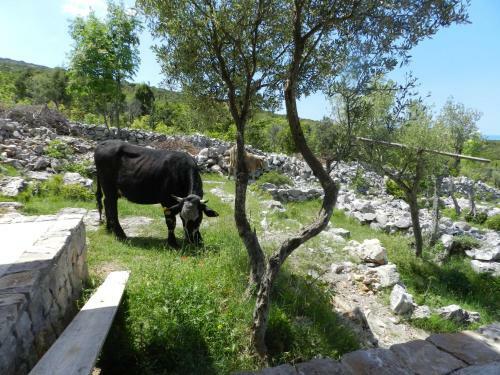 Holiday Home Kotor