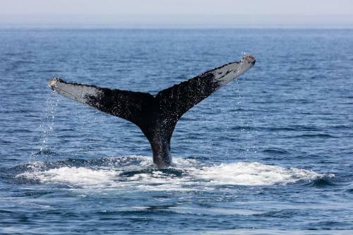 Apartamento Cool 1-br Studio In Cabo San Lucas With Ocean View