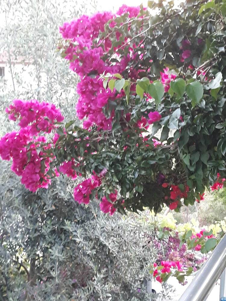 Jasmin Apart