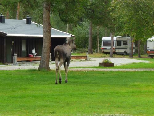 Furuly Camping