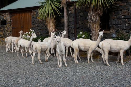 Alpaca Farmstay