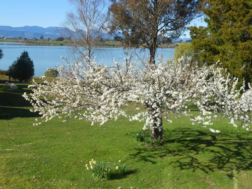 Bronte Tides Cottage - Mapua