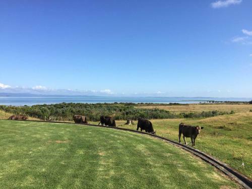 Agroturismo Black Swan Retreat