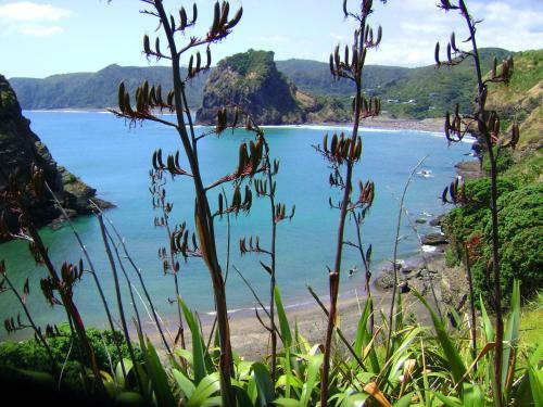 Villa A Beach House At Piha - Ocean Front
