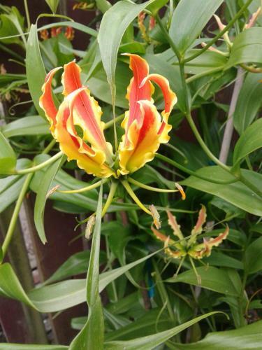 Flame Lily B&B