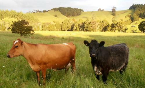 Tracy's Boutique B&B Farmstay