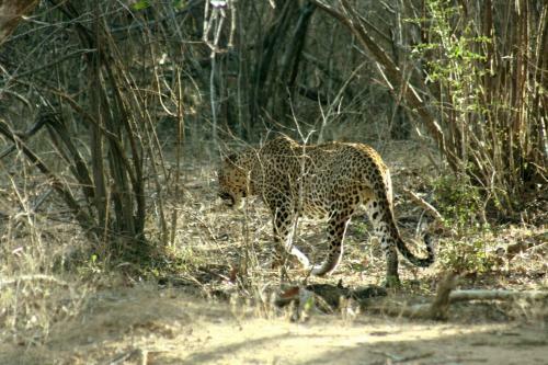 Big Game Camp Wilpattu
