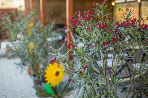 Hostal Andreea Residence Mamaia Nord