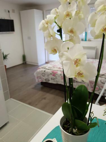 Hostal Vila Stefanovic