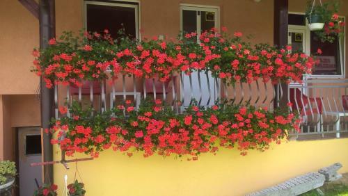 Hostal Vila Angelina