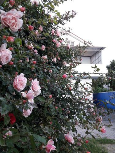Hostal Guest House Anastasiya