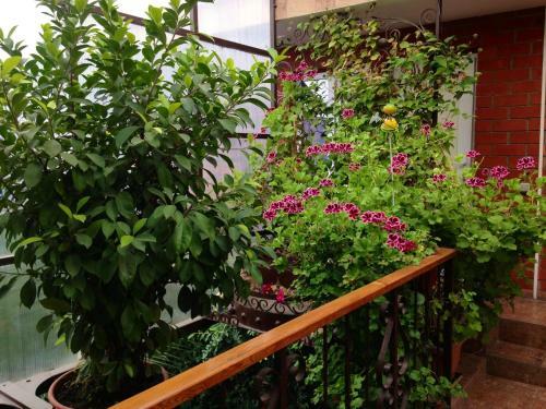 Hostal Guest House Aleksina