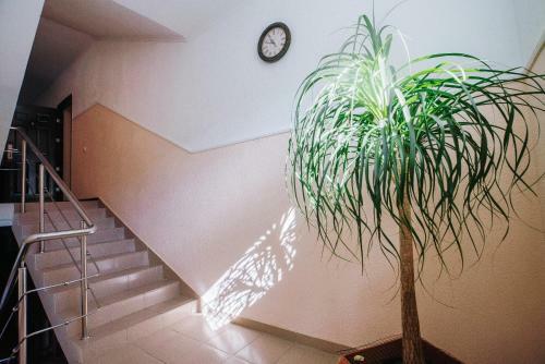 Hostal Violetta Guest House