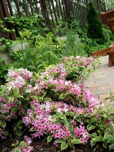 Hostal Guest House Brauni