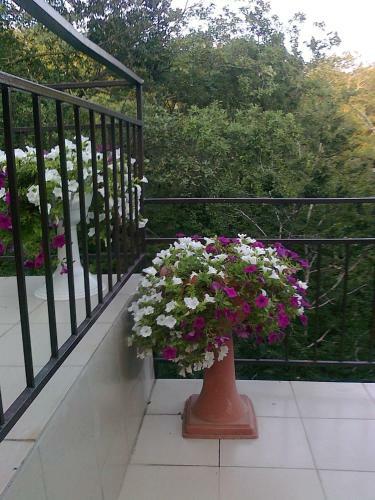 Dikiy Bereg Guest House