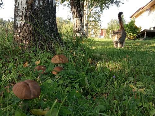 Hostal Dom U Ozera Hyumpelyayarvi