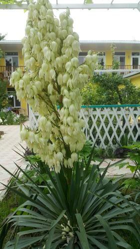 Hostal Anastasia Vityazevo