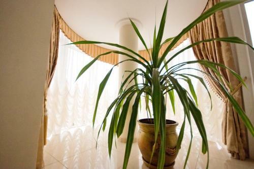 Hostal Guest House Milana