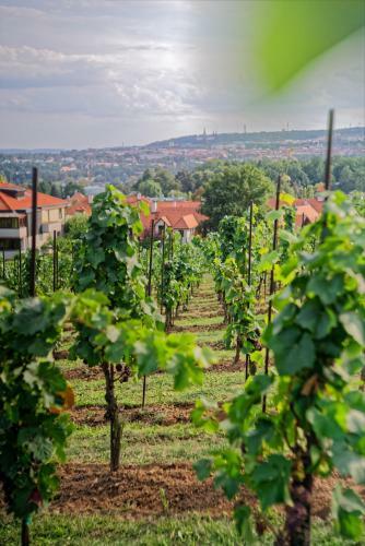Apartm�ny Vinice Salabka