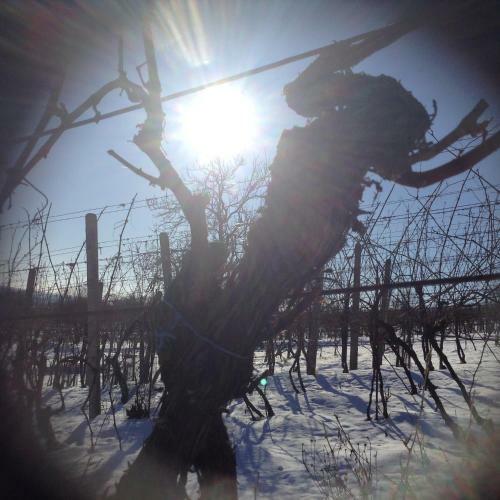 Vinn� Sklipek U Sidonie