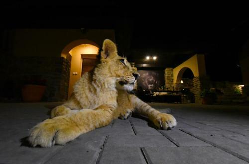 Hostal Cheetah Holiday Club