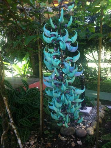 Hotel Caba�as Green House
