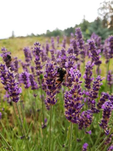 Landhotel "sumpfm�hle" Am Tharander Wald