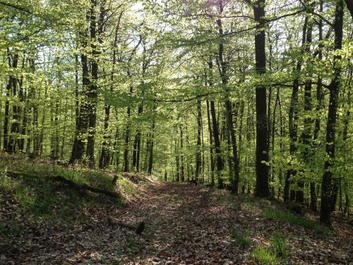 Apartamento Fewo Vulkaneifel