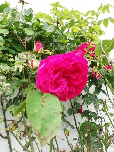 Bed & Breakfast Roseng�rden
