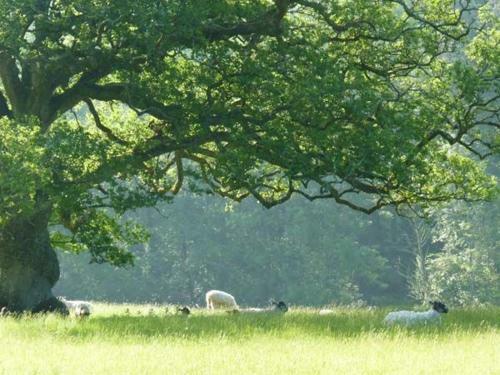Lake View, Crediton