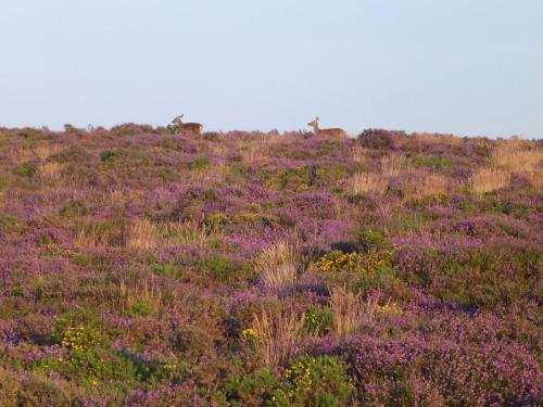 Quantock Hide, Bridgwater