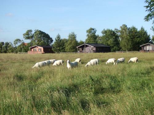 Spacious Cottage In Romney Marsh With Sauna