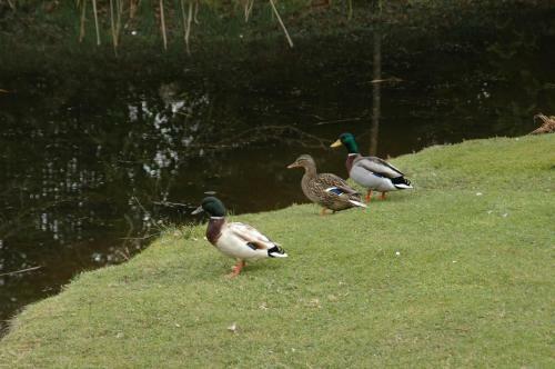 Mallards