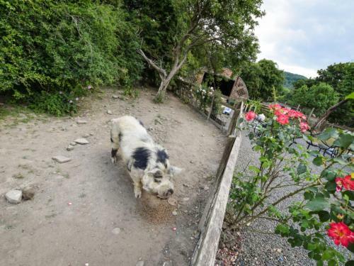 Holiday Home Bwthyn Bach