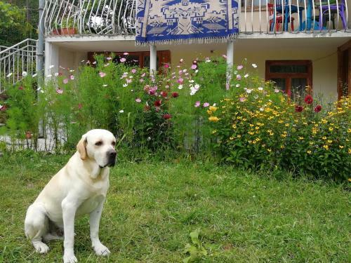 Hostal Guest House Mebo