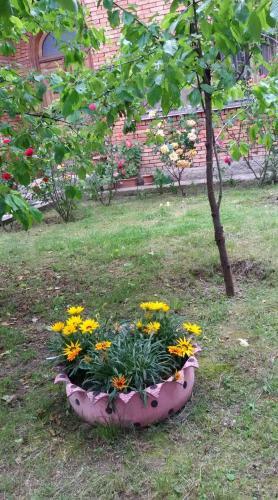 Hostal Mirtillo