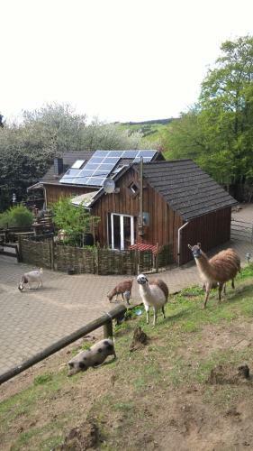 Agroturismo Funny-farm