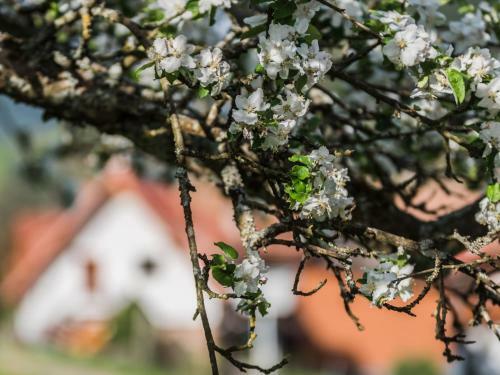 Vorderb�hlhof - Kimmigs Ferienh�usle