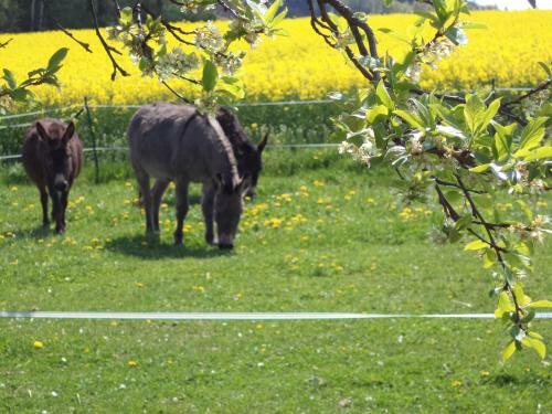 Apartamento Scheidlerhof