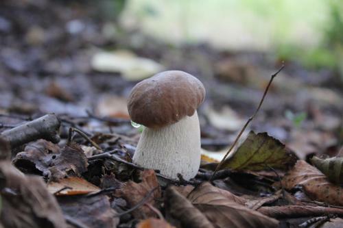 Tervalepikon Torpat