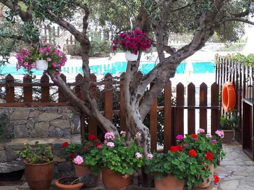 Ferma Solaris Apartments