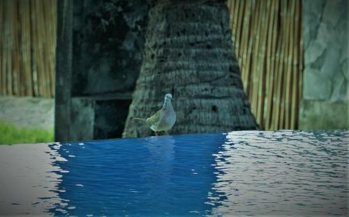 Bali Bhuana Beach Cottages