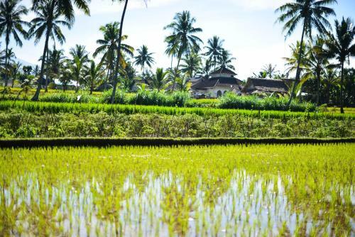Hostal Les Rizieres Lombok