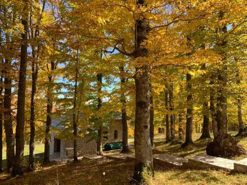 Villa Green Forest