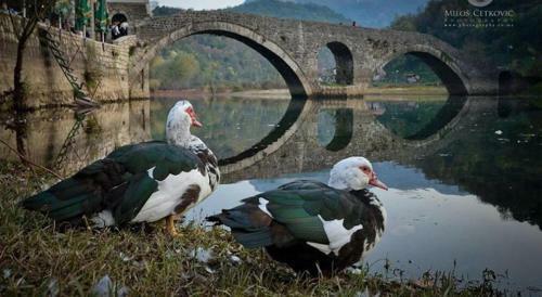 Skadar Lake Apartment