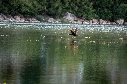 Haustor Skadar Lake