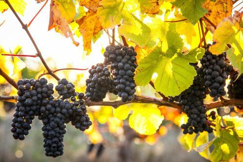 Bed & Breakfast Straw Lodge Vineyard And Boutique Lodging